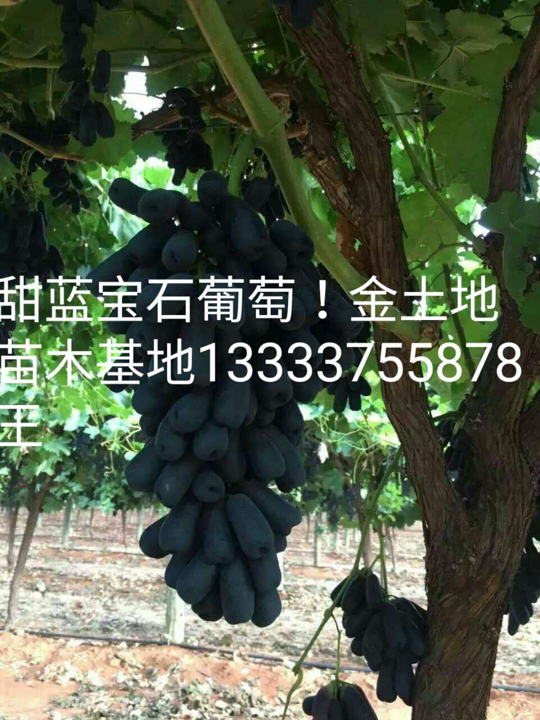 藍(lán)寶石葡萄樹(shù)苗種植