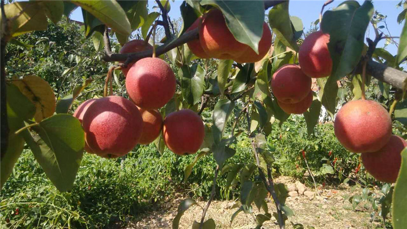 河南梨樹(shù)苗品種介紹