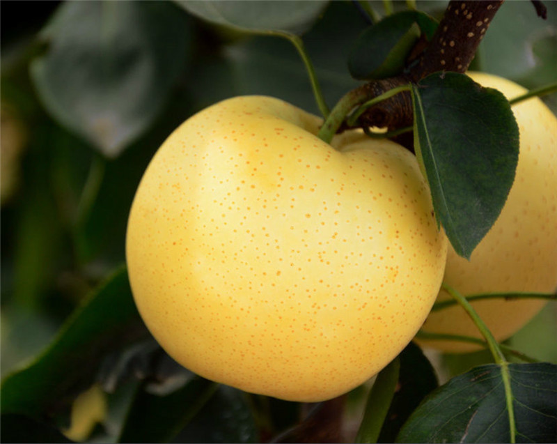 晚秋黃梨苗如何栽培比較好?