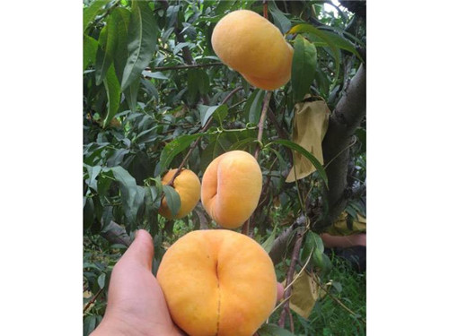 河南黃金蟠桃苗