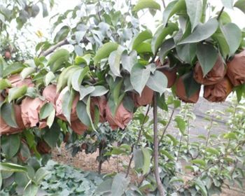 河南晚秋黃梨苗批發(fā)