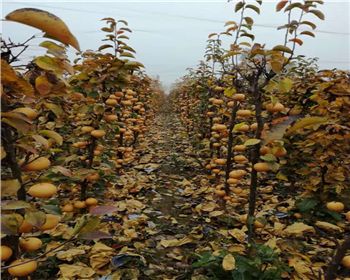 原來河南晚秋黃梨苗種植是這樣的順序啊!