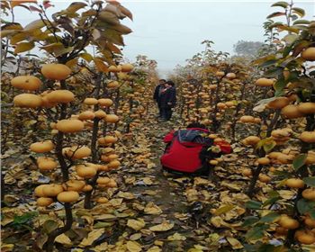 河南晚秋黃梨苗之施肥須知小知識！