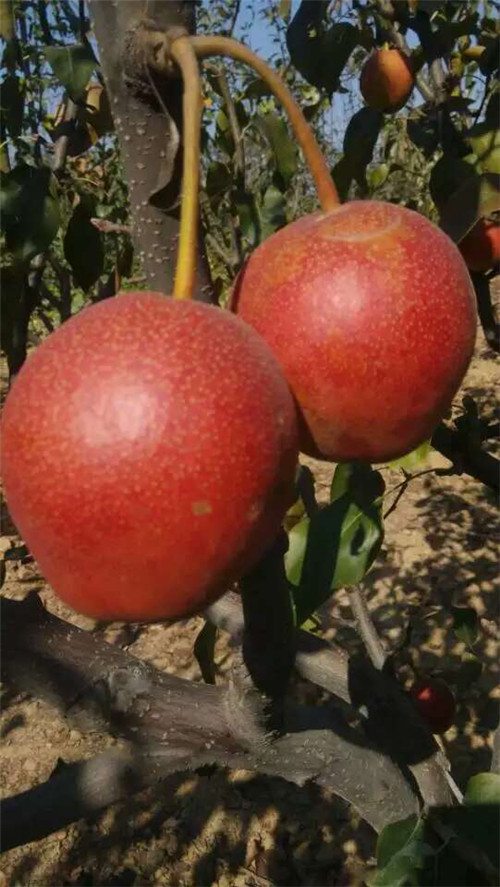 河南晚秋黃梨苗哪家好