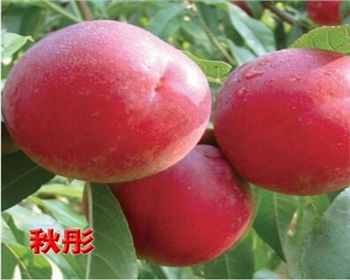 河南桃樹(shù)苗