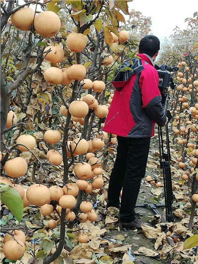 河南桃樹(shù)苗