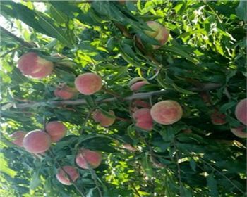  桃樹苗的種植環(huán)境要求以及生活習性