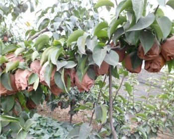 梨樹苗常見的問題處理