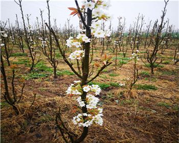 蜜梨一號批發(fā)