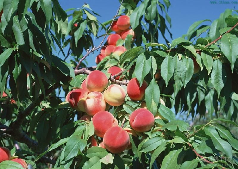 桃樹苗出現(xiàn)了這些情況下不要著急扔