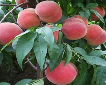 河南桃樹(shù)苗種植過(guò)程中為何會(huì)遇到桃樹(shù)苗落果問(wèn)題呢？