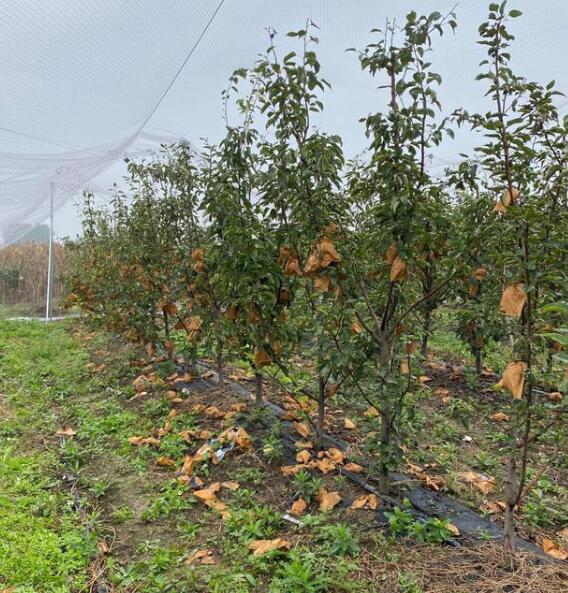 河南晚秋黃梨苗