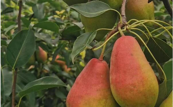 河南晚秋黃梨苗