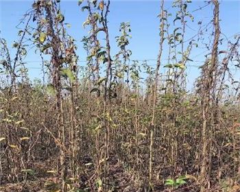 蜜梨一號最新梨品種產(chǎn)量高最甜農(nóng)歷八月十五成熟