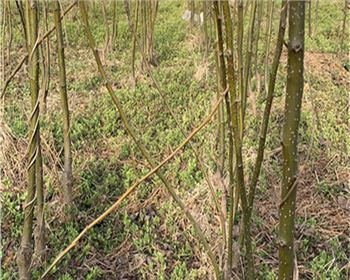 梨樹(shù)苗應(yīng)該怎么修剪？河南梨樹(shù)苗廠家告訴你