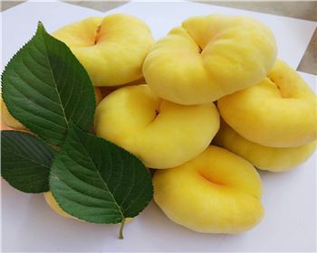 河南桃樹苗廠家分享愛護桃樹，享受碩果：桃樹日常養(yǎng)護指南