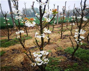 河南梨樹苗基地分享梨樹苗需要定期修剪枝丫