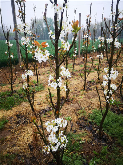 河南梨樹苗廠家 河南梨樹苗廠家